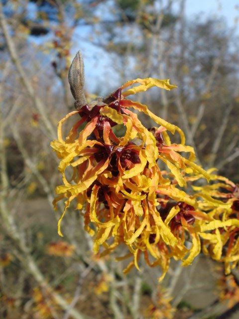 Hamamelis mollis fleur